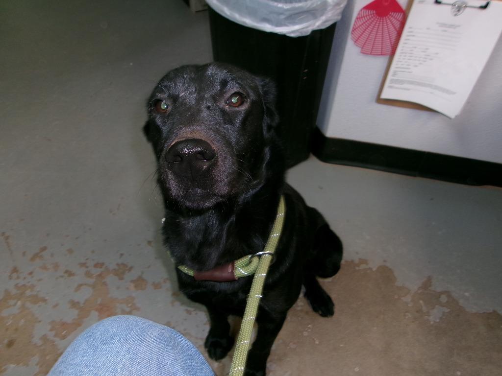 Enlarge Ferris, a Adoptable Labrador Retriever in Winslow, AZ image 1/1