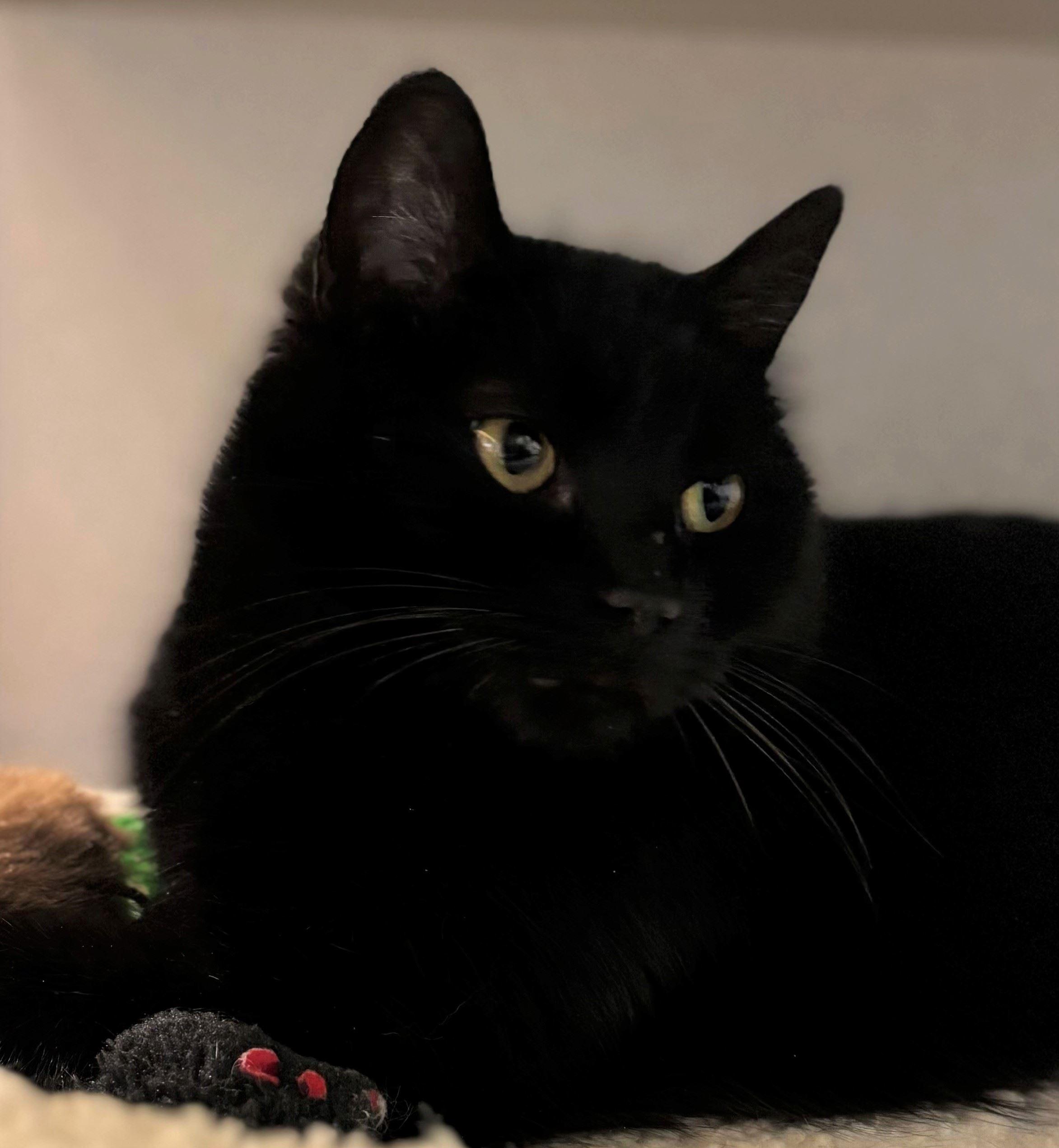 Enlarge Marge, a ADOPTABLE Domestic Short Hair in Iowa City, IA image 2/2