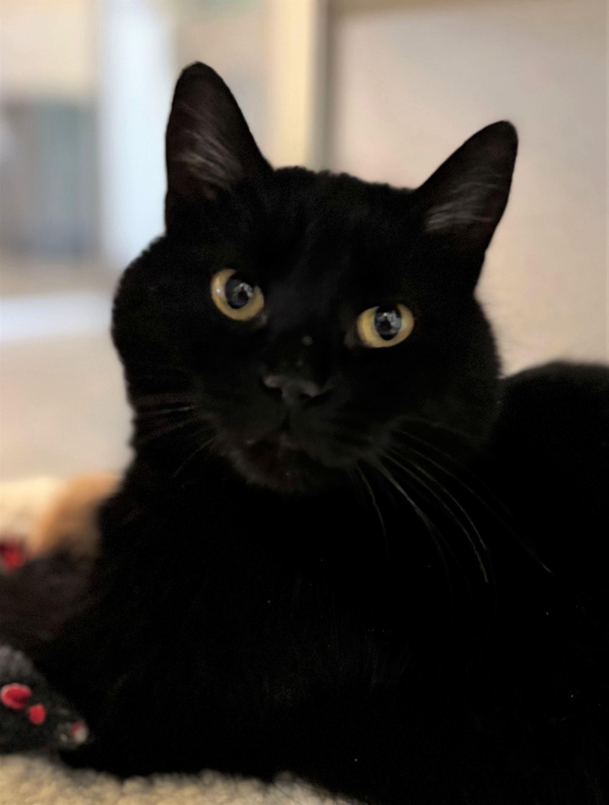 Marge, ADOPTABLE, Adult Female Domestic Short Hair.