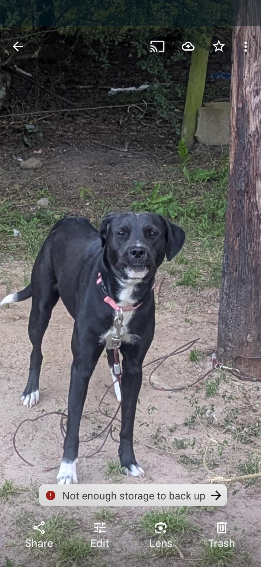 Xena, Adoptable, Adult Female Black Labrador Retriever.