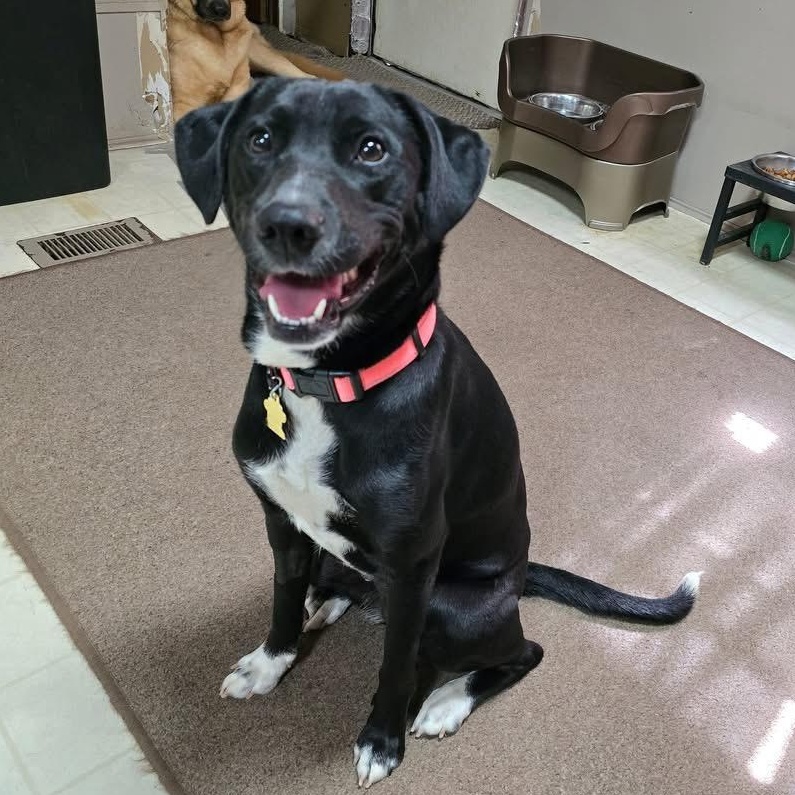 Xena, Adoptable, Adult Female Black Labrador Retriever.