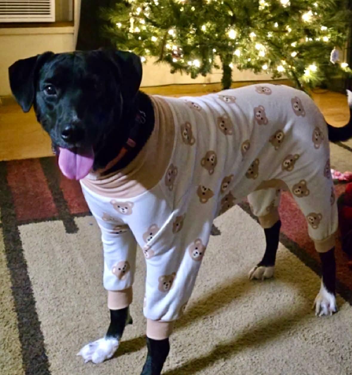 Enlarge Xena, a Adoptable mixed breed in Brewton, AL image 4/4