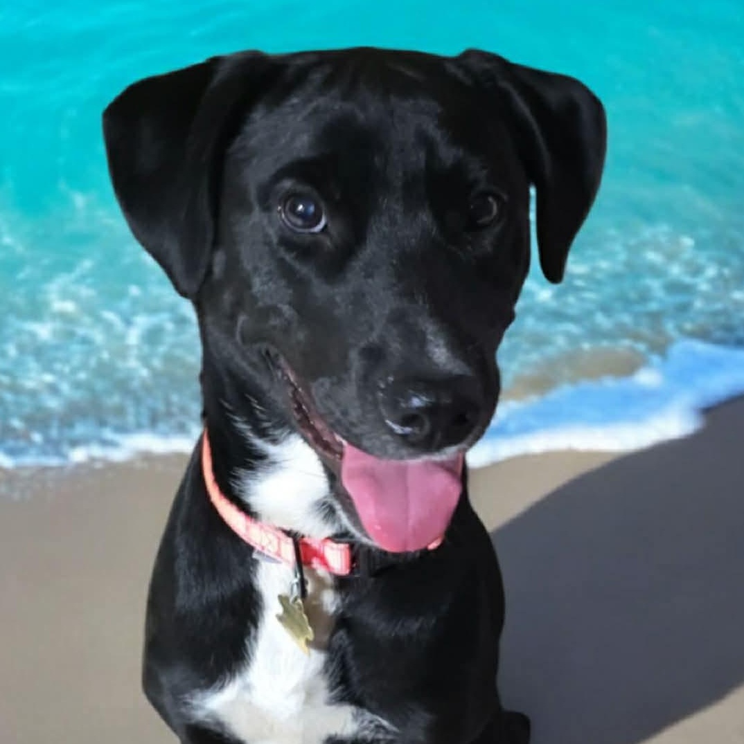 Enlarge Xena, a Adoptable mixed breed in Brewton, AL image 2/4