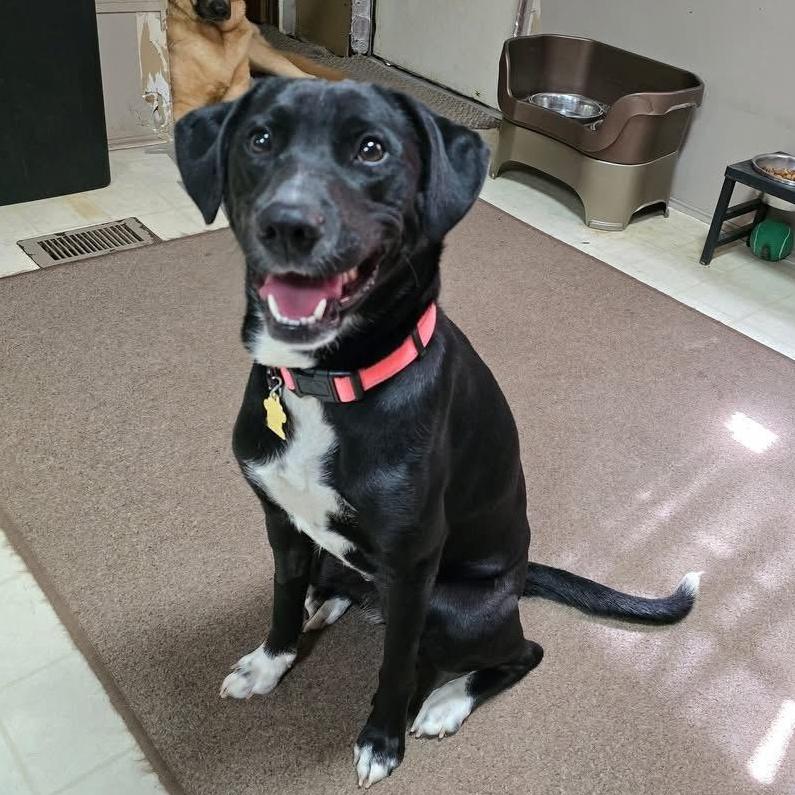 Xena, a Adoptable mixed breed in Brewton, AL image 3/4