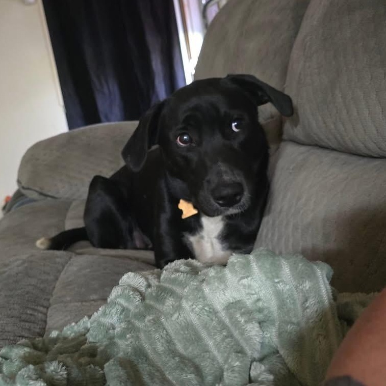 Enlarge Xena, a Adoptable mixed breed in Brewton, AL image 3/4