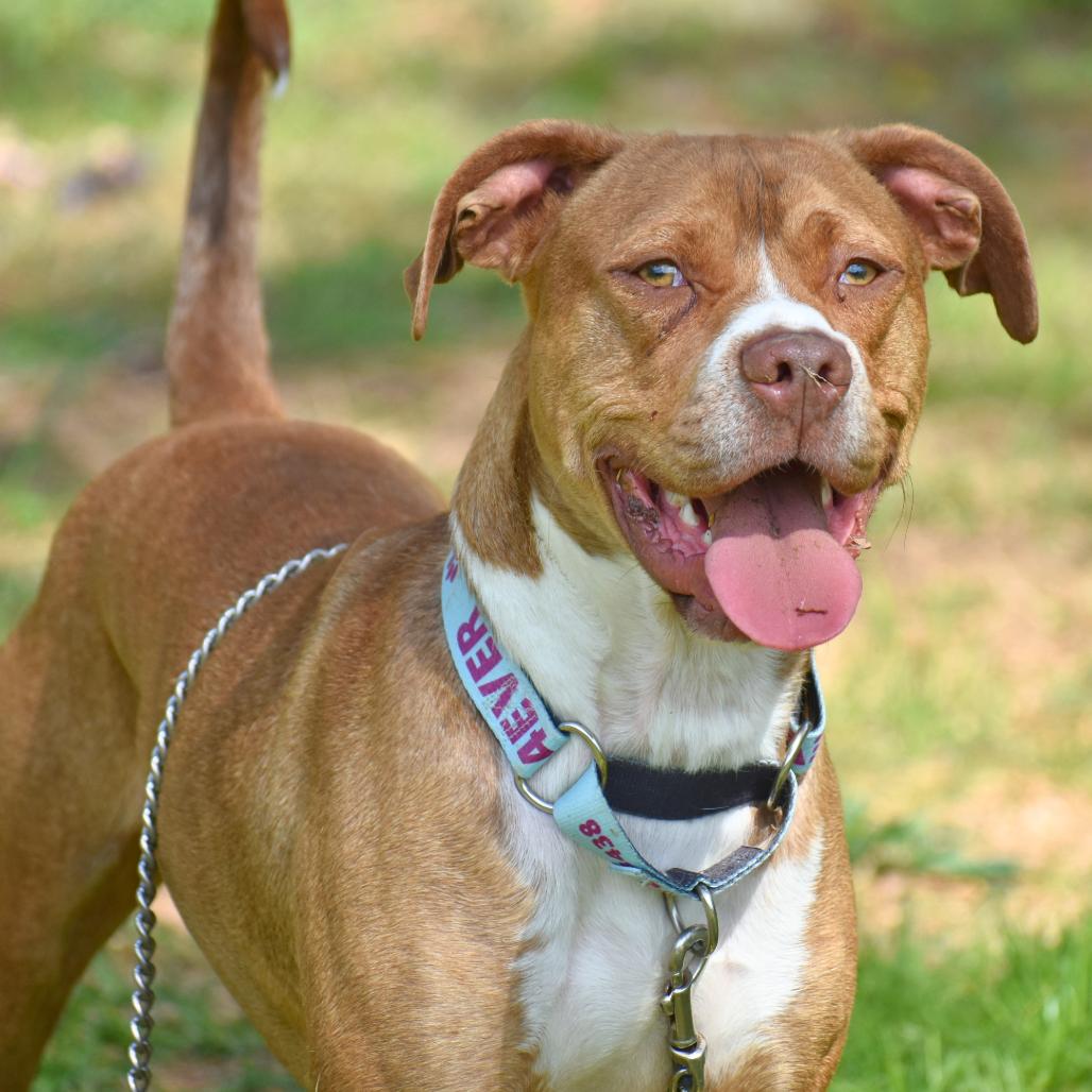 Enlarge Arlo, a Adoptable Mixed Breed in Mebane, NC image 1/6