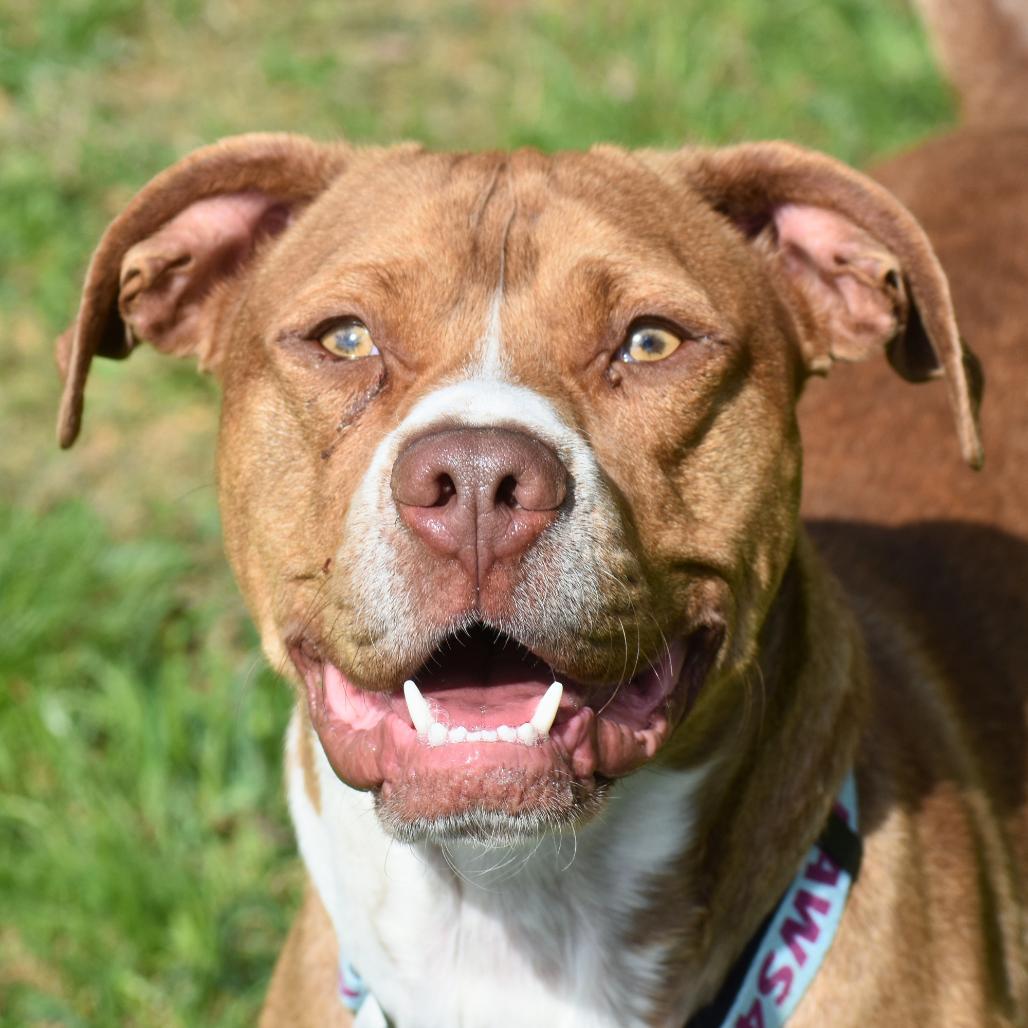 Enlarge Arlo, a Adoptable Mixed Breed in Mebane, NC image 3/6