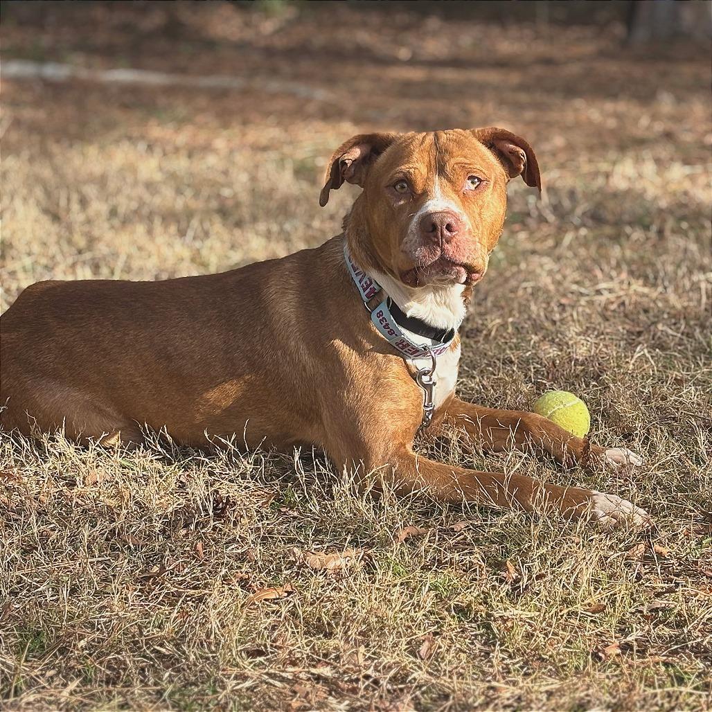 Enlarge Arlo, a Adoptable Mixed Breed in Mebane, NC image 3/4