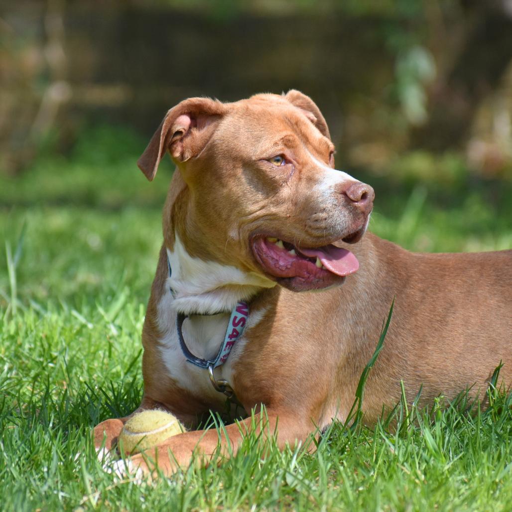 Enlarge Arlo, a Adoptable Mixed Breed in Mebane, NC image 6/6