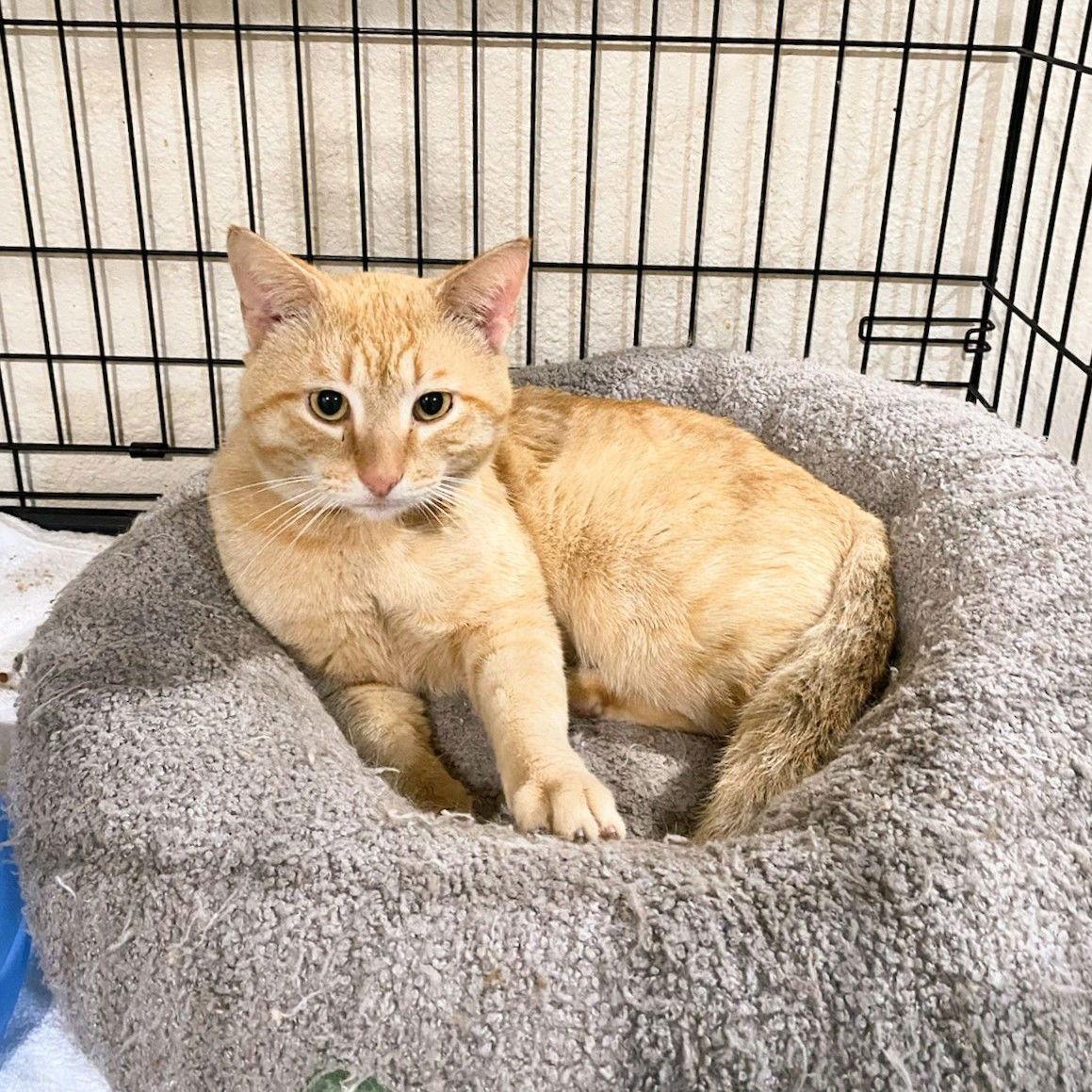 Butterscotch, Adoptable, Adult Male Domestic Short Hair.