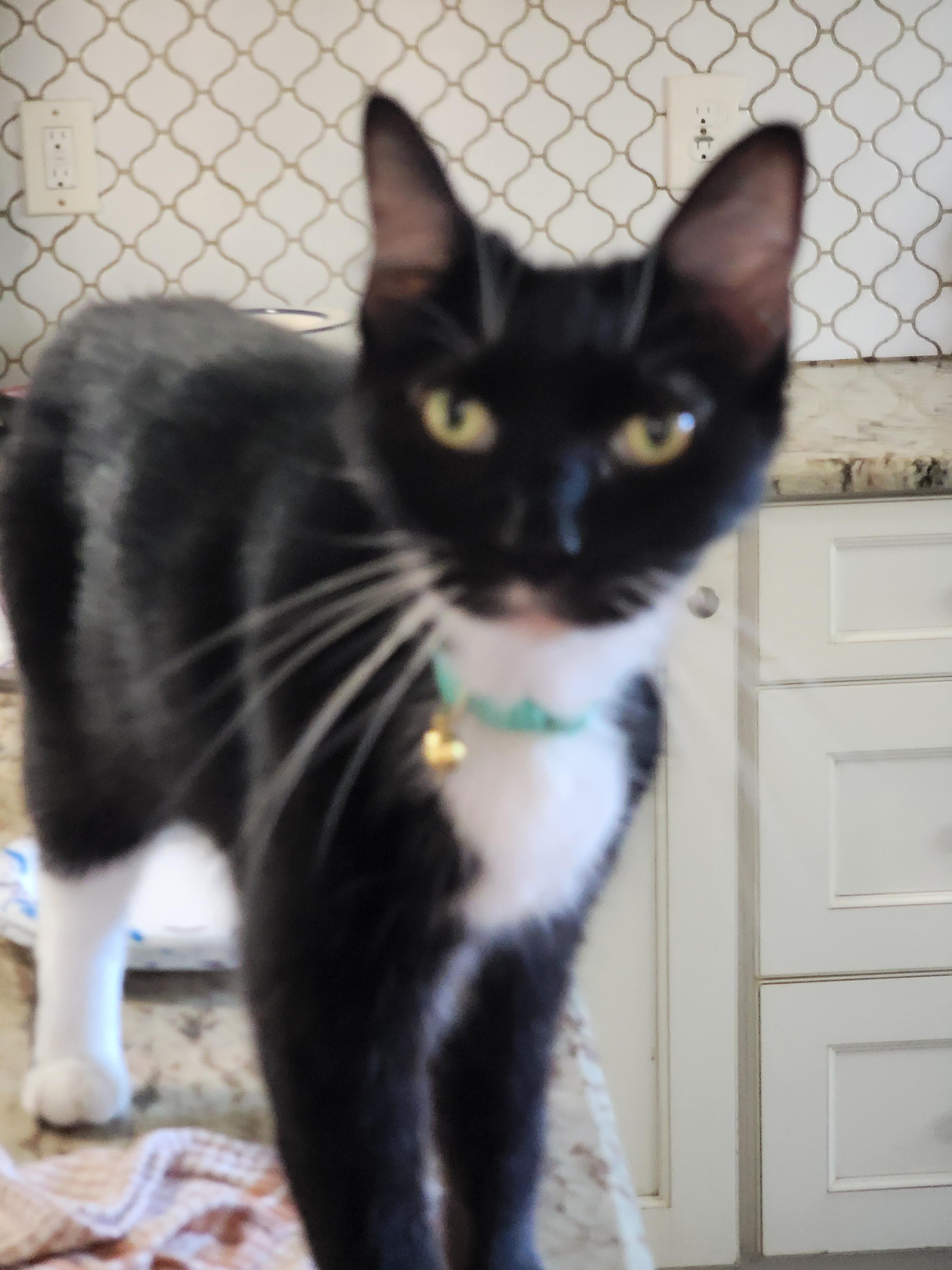 Enlarge April, a Adoptable Domestic Short Hair in St Petersburg, FL image 2/6