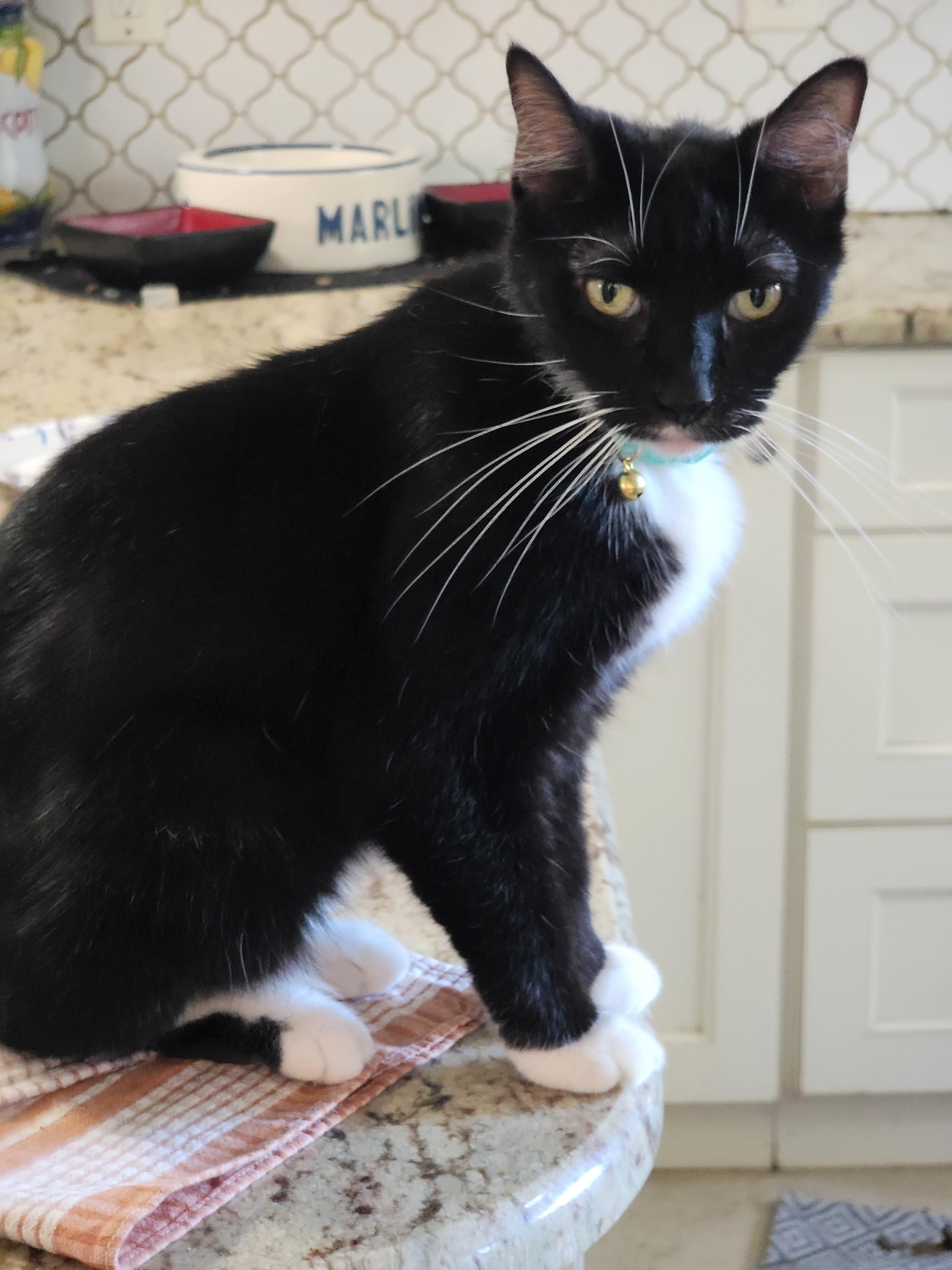 Enlarge April, a Adoptable Domestic Short Hair in St Petersburg, FL image 3/6