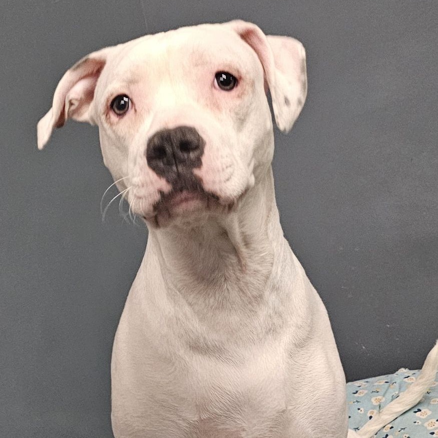 Delicatessan, a Adoptable mixed breed in Chicago, IL image 2/2