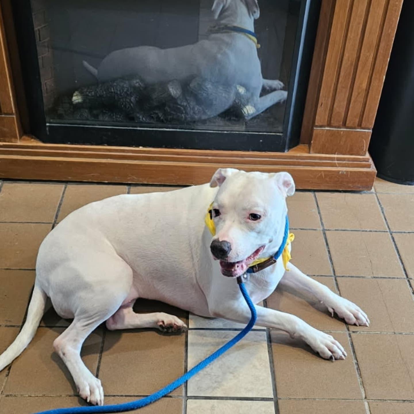 Enlarge Delicatessan, a Adoptable mixed breed in Chicago, IL image 3/4