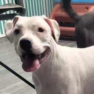 Enlarge Delicatessan, a Adoptable mixed breed in Chicago, IL image 2/4