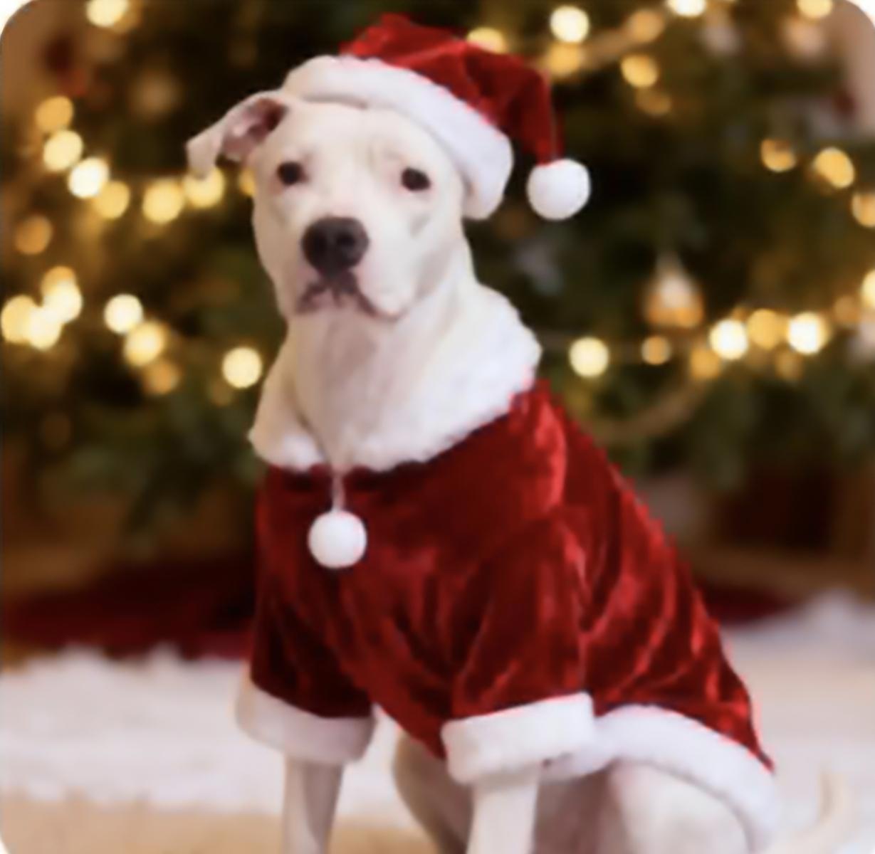 Enlarge Delicatessan, a Adoptable mixed breed in Chicago, IL image 4/4