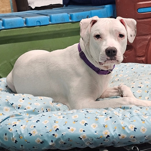 Enlarge Delicatessan, a Adoptable mixed breed in Chicago, IL image 1/4