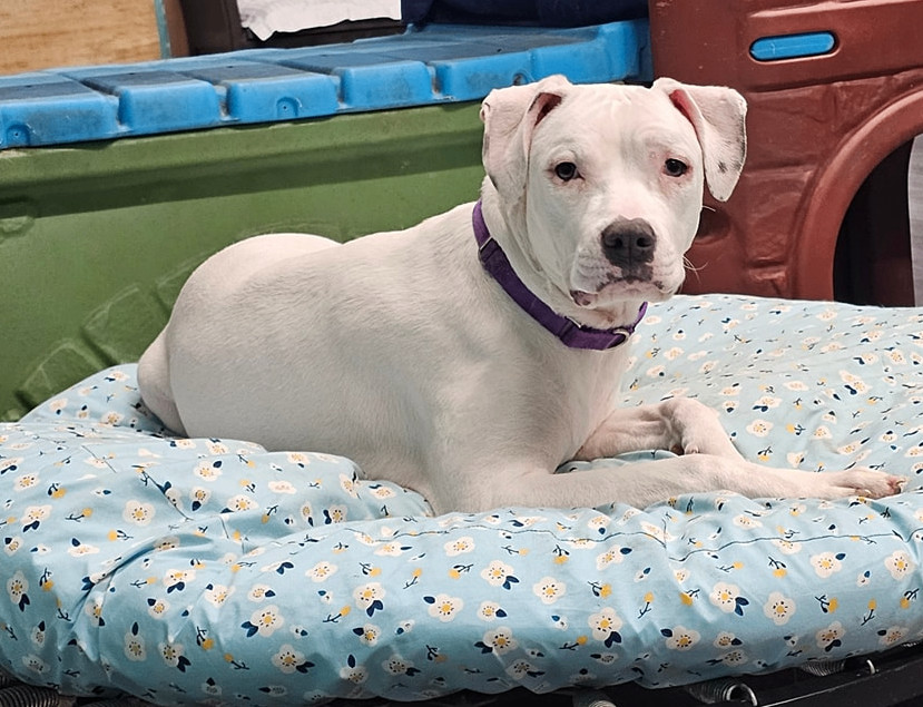 Delicatessan, a Adoptable mixed breed in Chicago, IL image 1/2