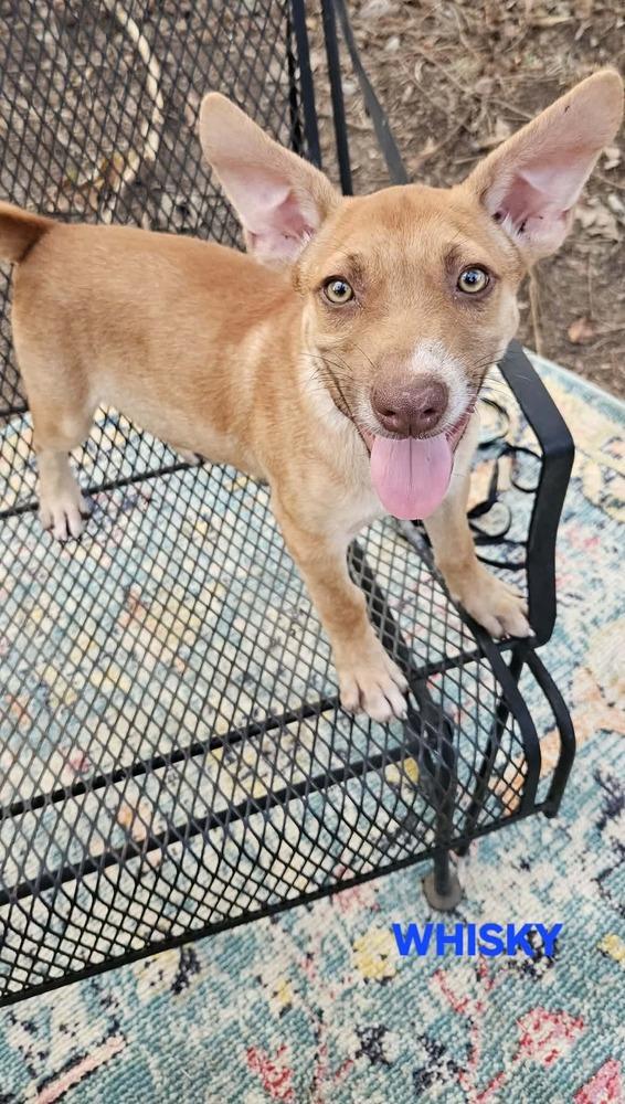 Whiskey, Adoptable, Puppy Male Corgi & Hound.