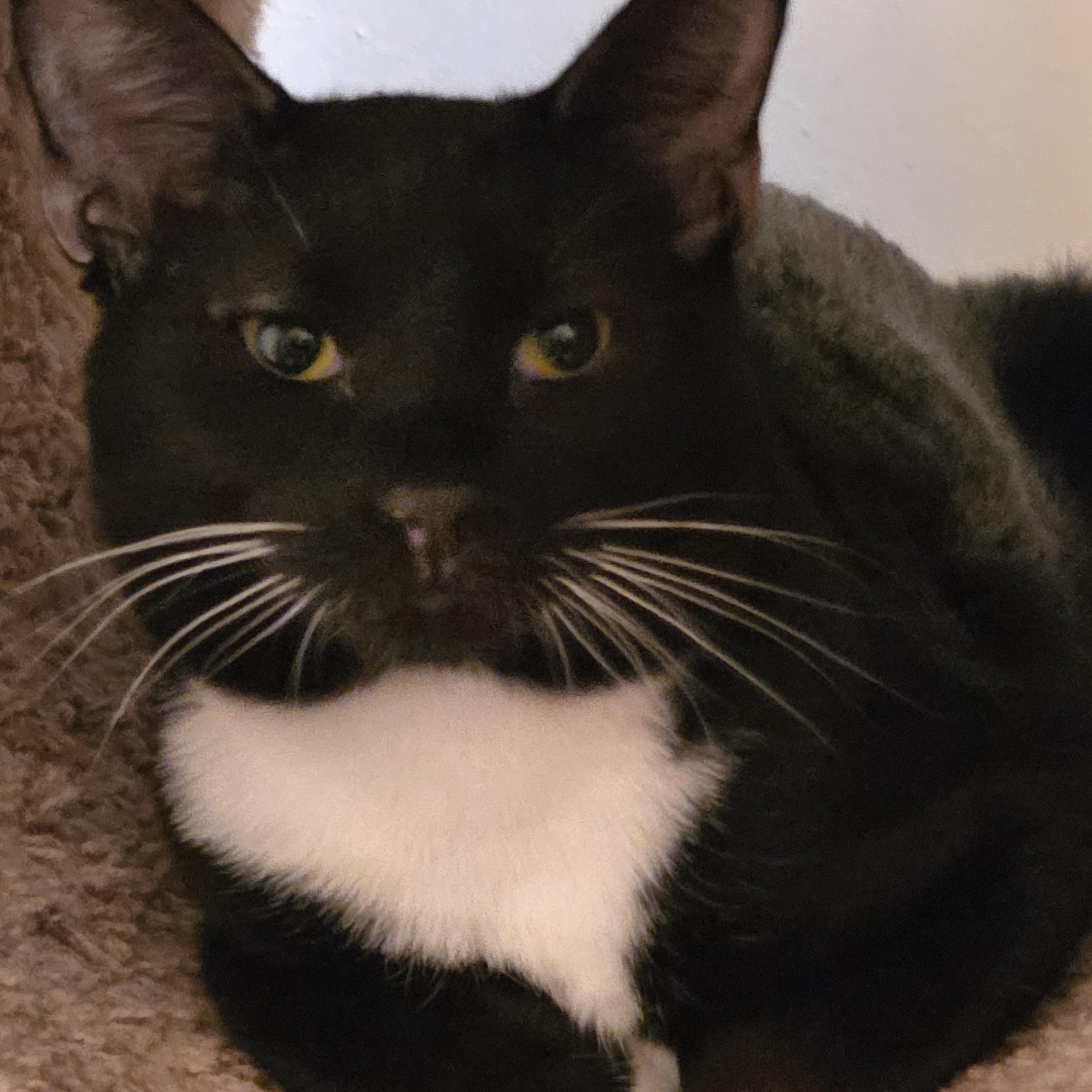 Leilani, Adoptable, Kitten Female Domestic Short Hair.