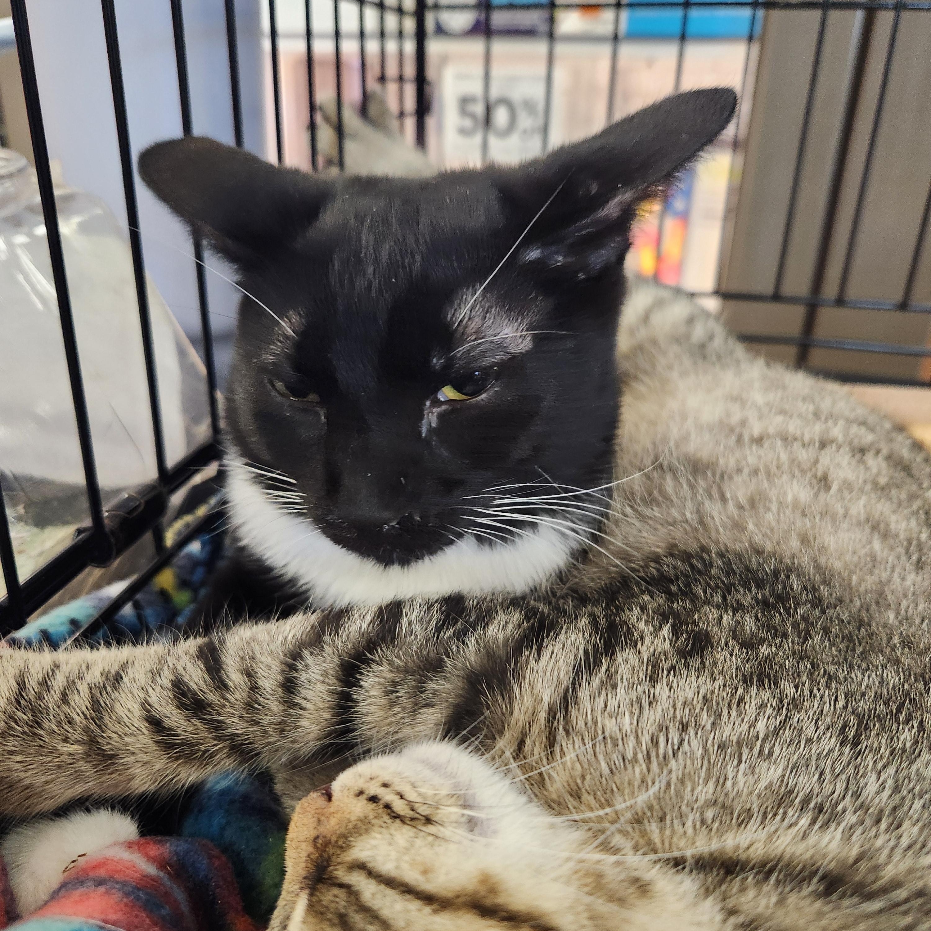 Enlarge Leilani, a Adoptable Domestic Short Hair in Great Mills, MD image 2/2