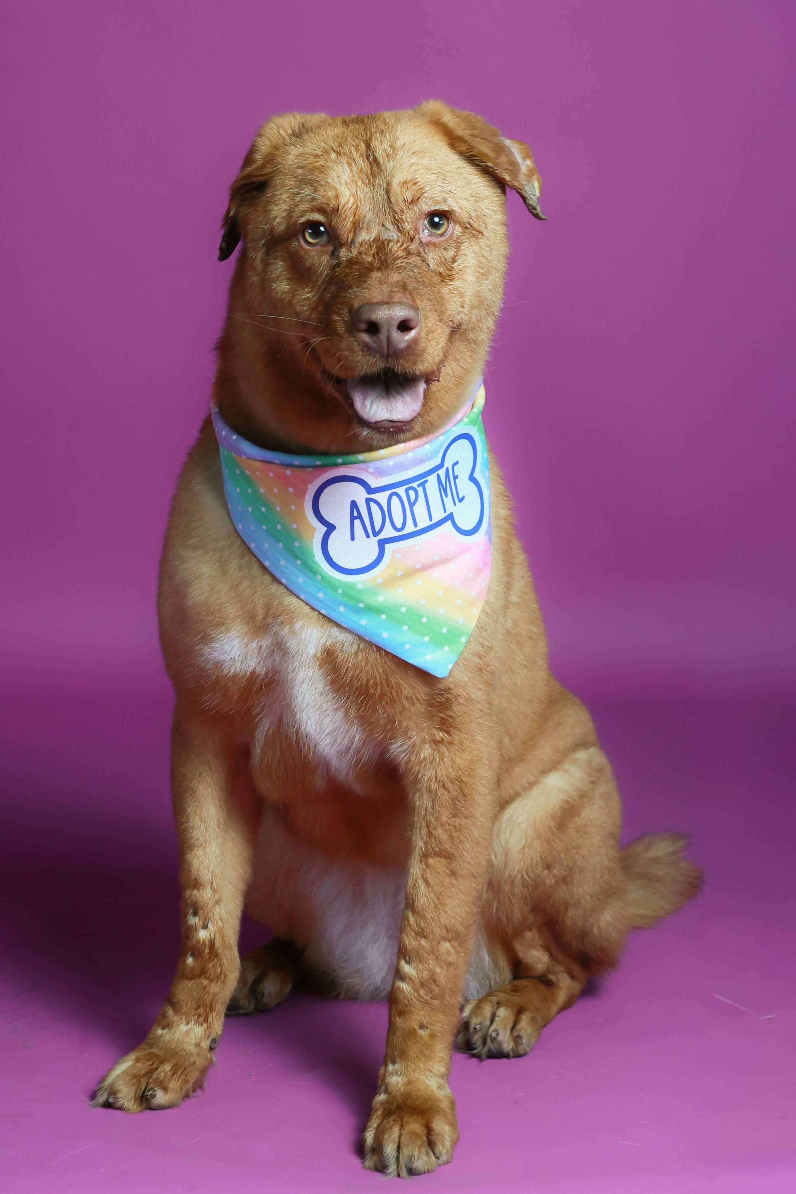 Bella (91843), ADOPTABLE, Adult Female German Shepherd Dog & Pit Bull Terrier.