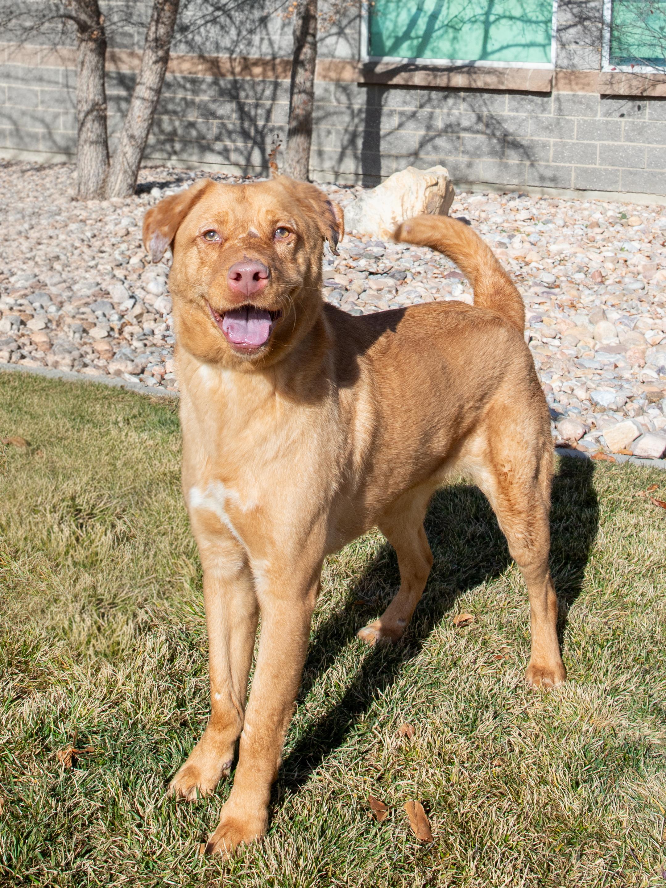 Bella (91843), ADOPTABLE, Adult Female German Shepherd Dog & Pit Bull Terrier.