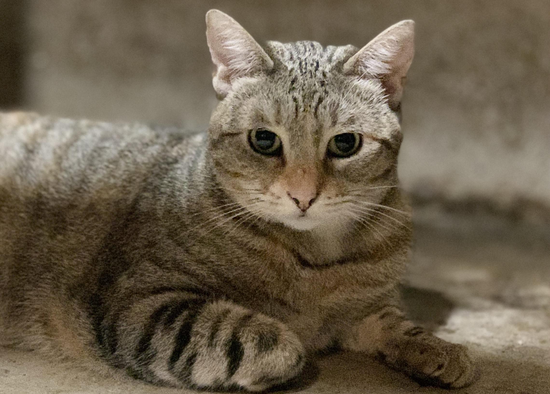 OYSTER *waiting for 2 years*, an adoptable Domestic Short Hair, Torbie in Panora, IA, 50216 | Photo Image 1
