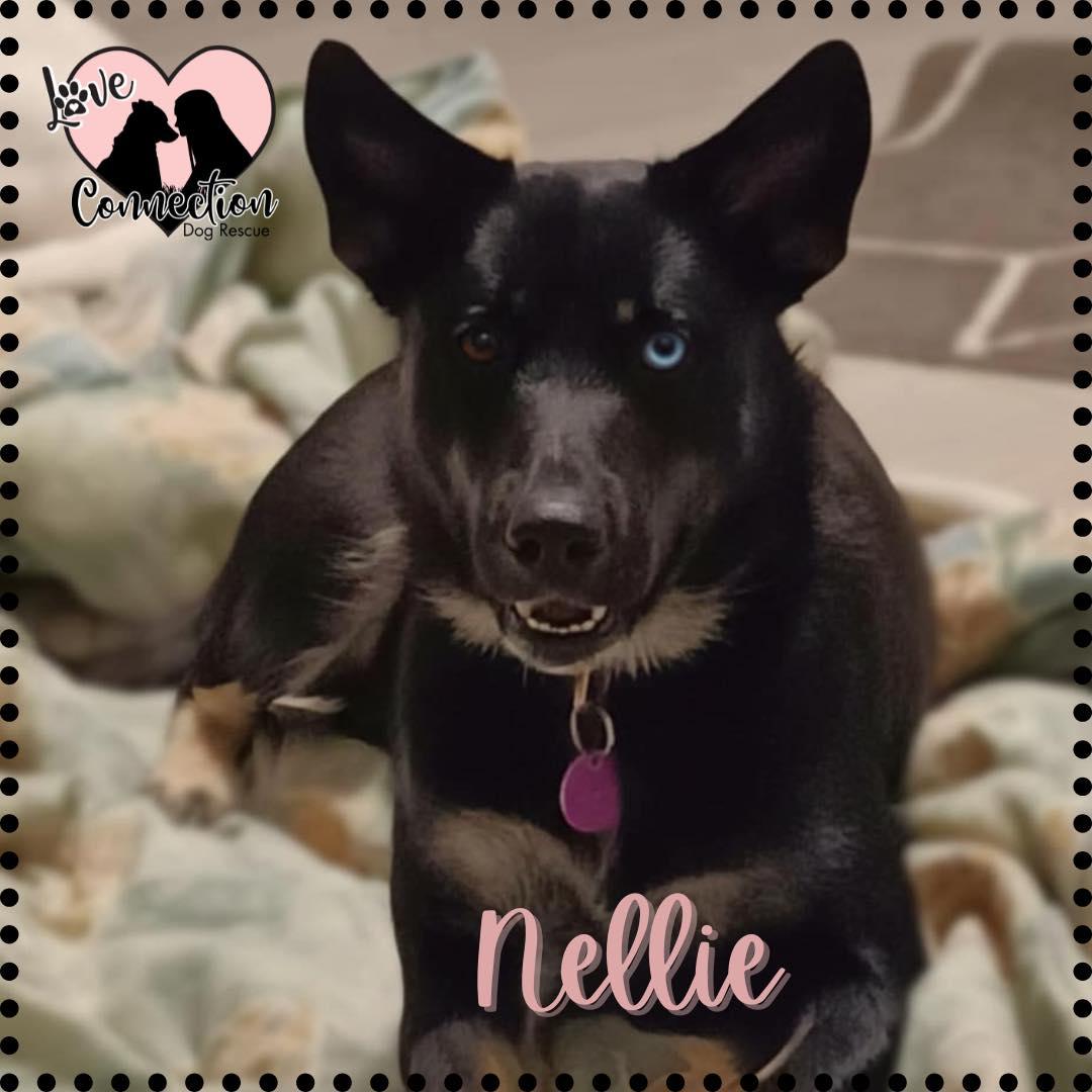 Enlarge Nellie, a Adoptable mixed breed in Gilbert, AZ image 1/1