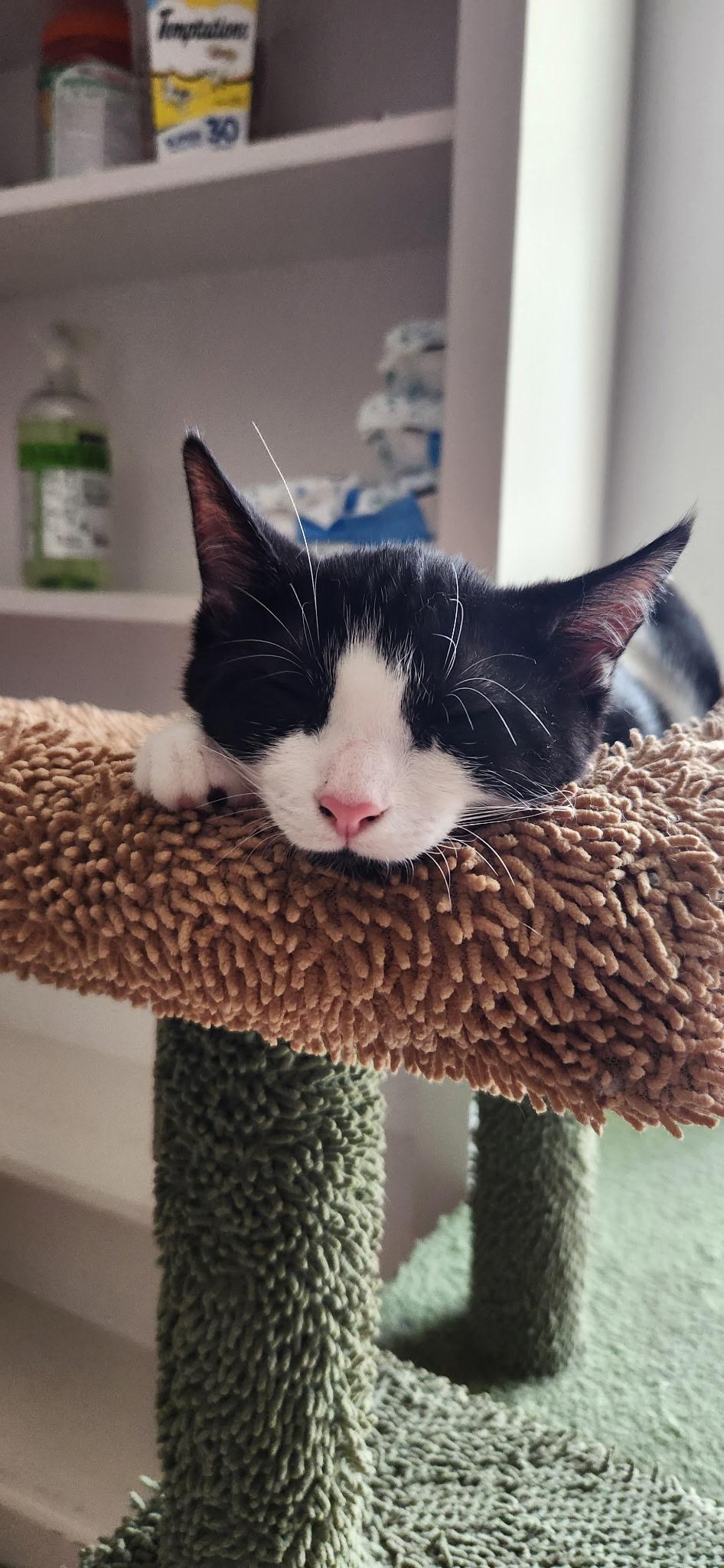 Checkers (Board Game Litter), Adoptable, Young Female American Shorthair.