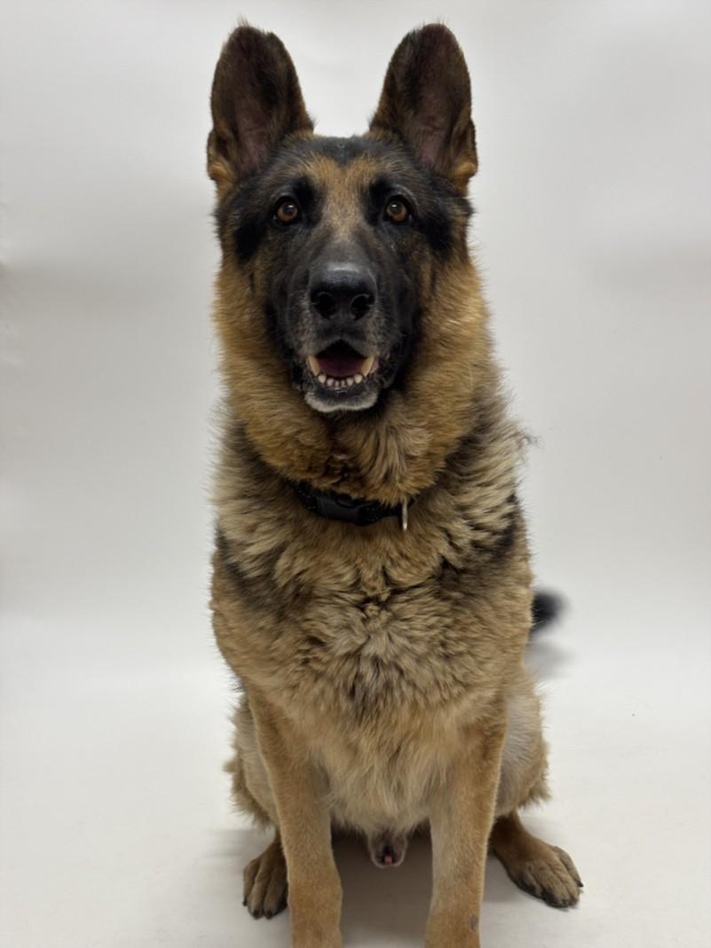 LOGAN, Adoptable, Adult Male German Shepherd Dog.