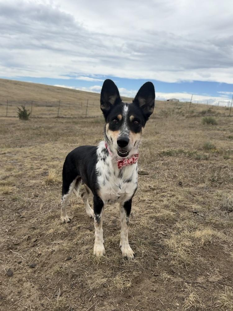 Enlarge Brookie, a Adoptable mixed breed in Littleton, CO image 1/6