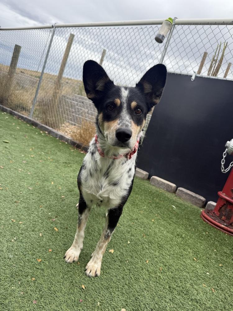 Enlarge Brookie, a Adoptable mixed breed in Littleton, CO image 2/6