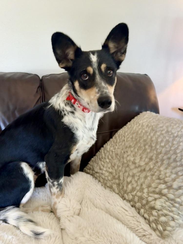 Enlarge Brookie, a Adoptable mixed breed in Littleton, CO image 4/6