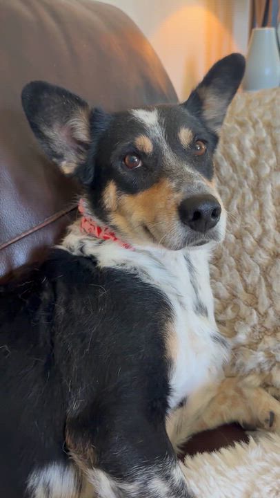 Enlarge Brookie, a Adoptable mixed breed in Littleton, CO video 5/6