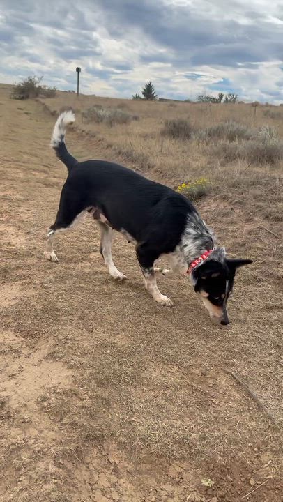 Enlarge Brookie, a Adoptable mixed breed in Littleton, CO video 6/6