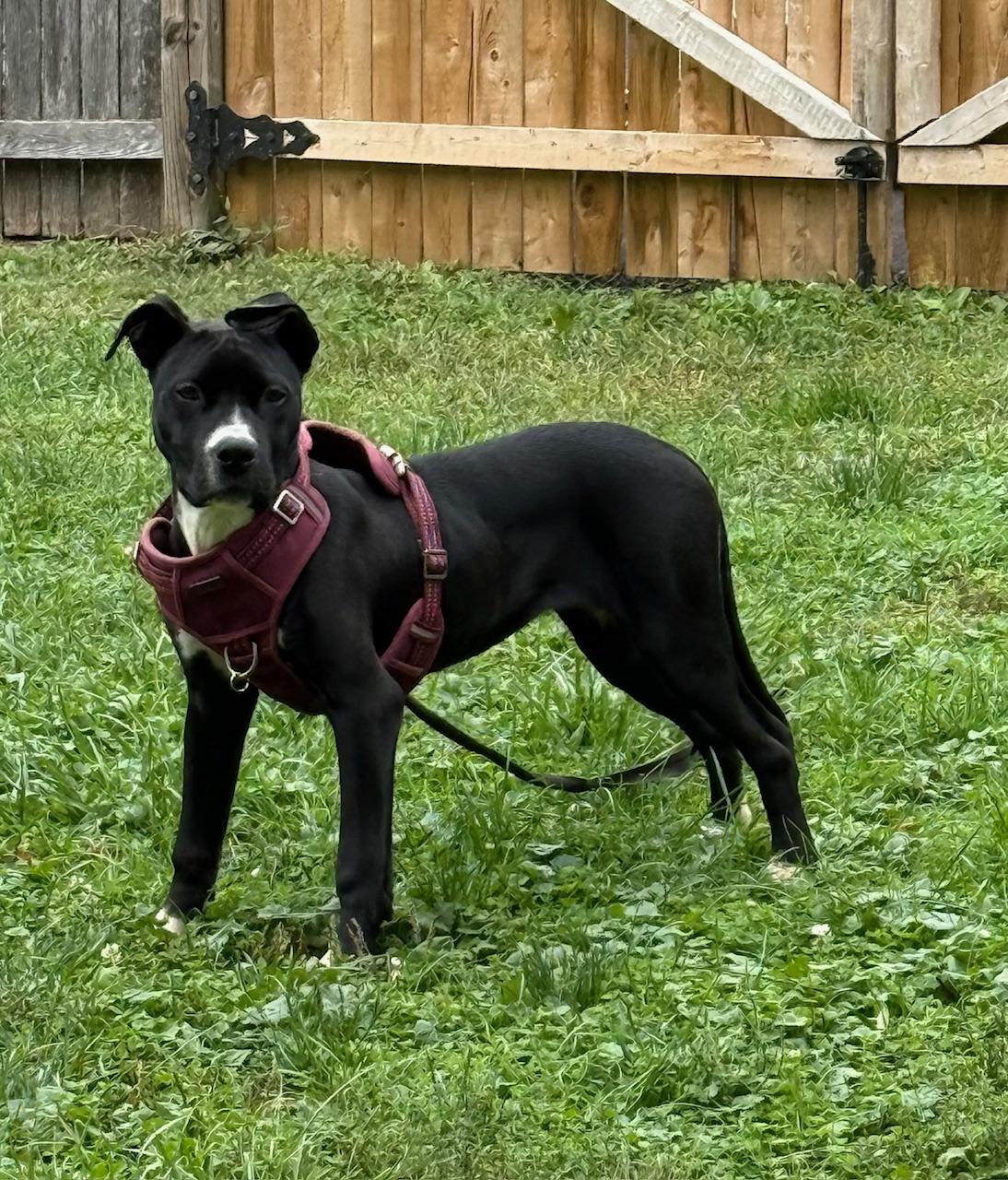Reign, Adoptable, Young Female Pit Bull Terrier.