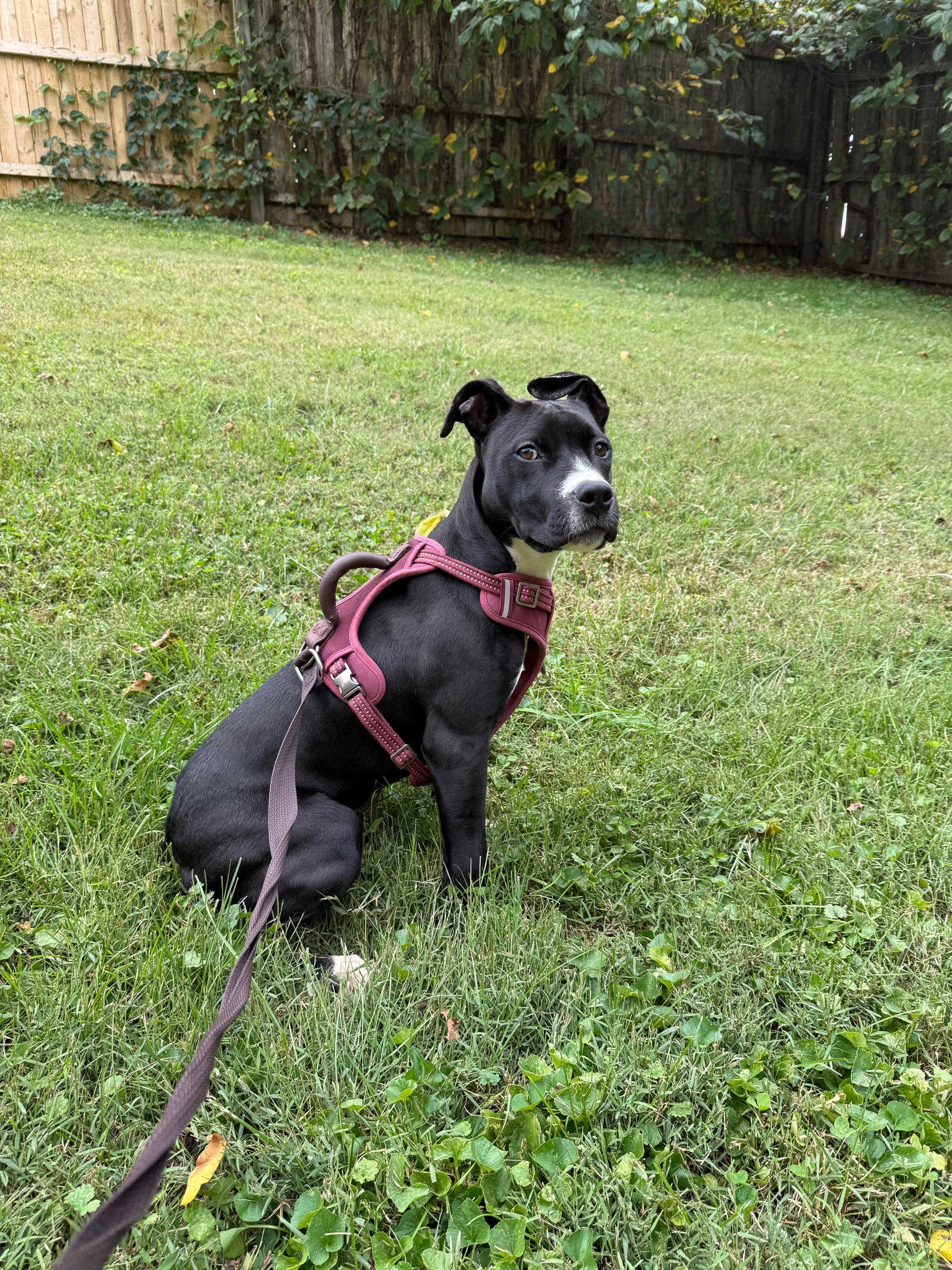 Reign, a Adoptable mixed breed in Lafayette Hill, PA image 2/4
