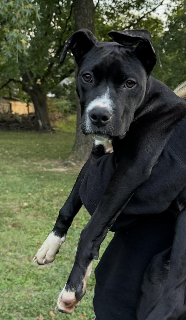 Reign, a Adoptable mixed breed in Lafayette Hill, PA image 3/4