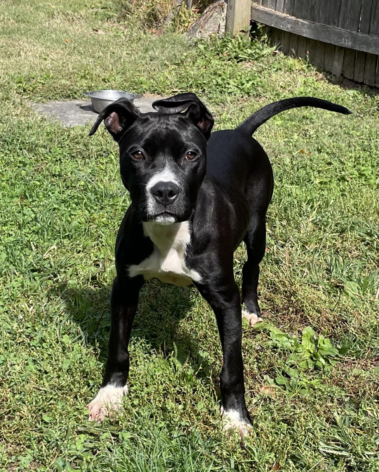 Reign, a Adoptable mixed breed in Lafayette Hill, PA image 4/4