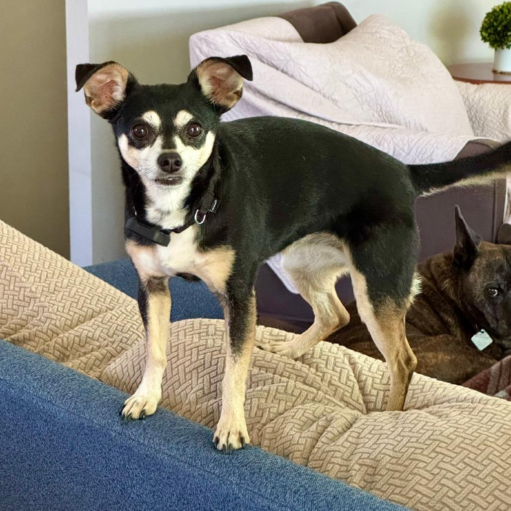 Enlarge Bonnie D12475, a Adoptable Chihuahua in Elk River, MN image 2/5