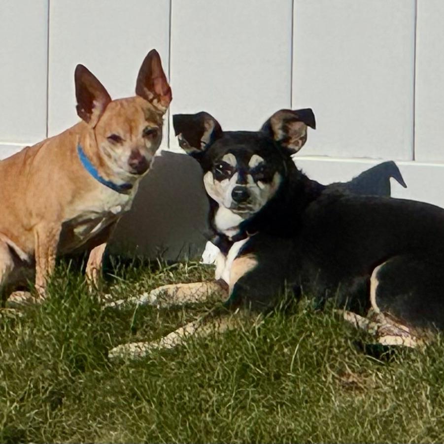 Enlarge Bonnie D12475, a Adoptable Chihuahua in Elk River, MN image 3/5