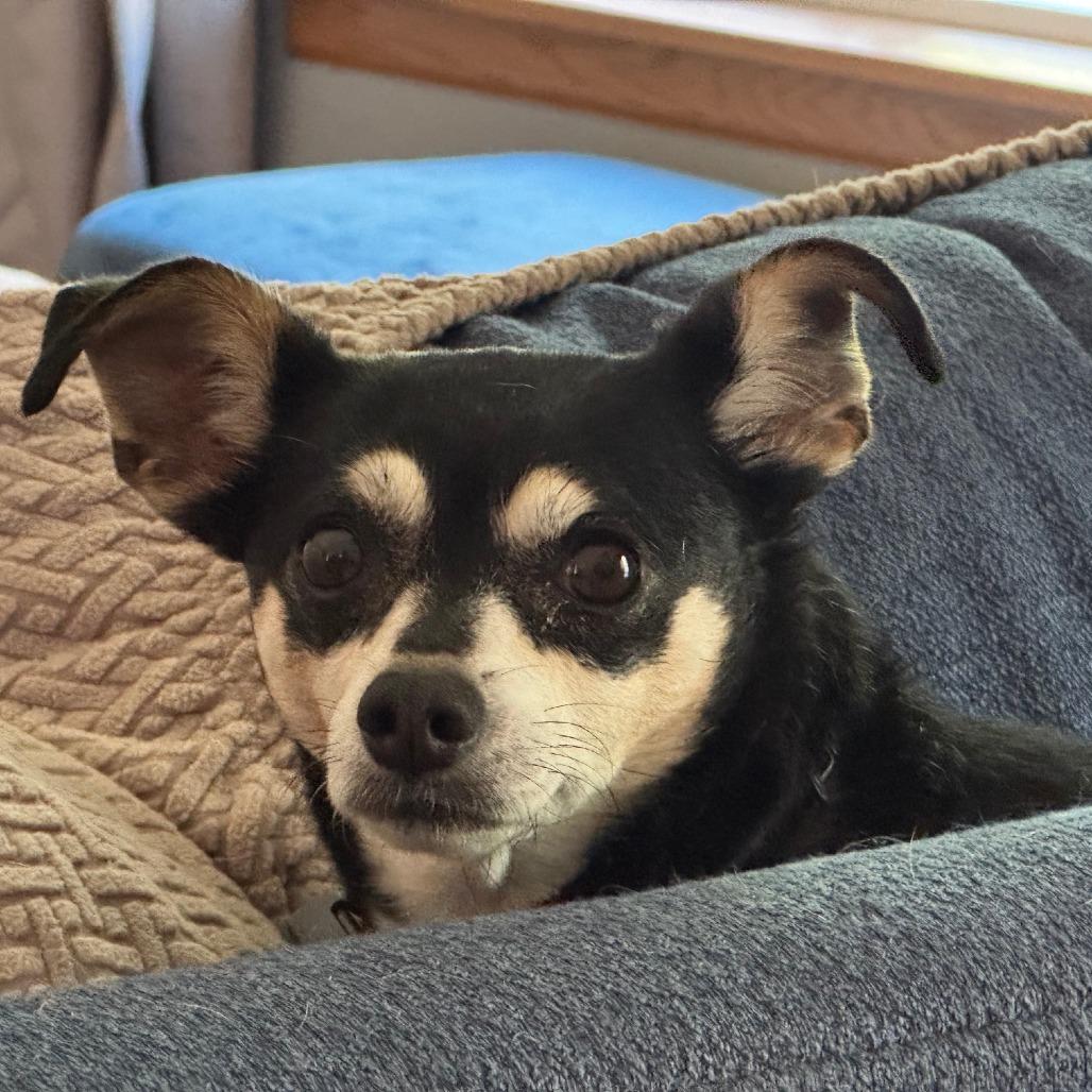 Enlarge Bonnie D12475, a Adoptable Chihuahua in Elk River, MN image 1/5