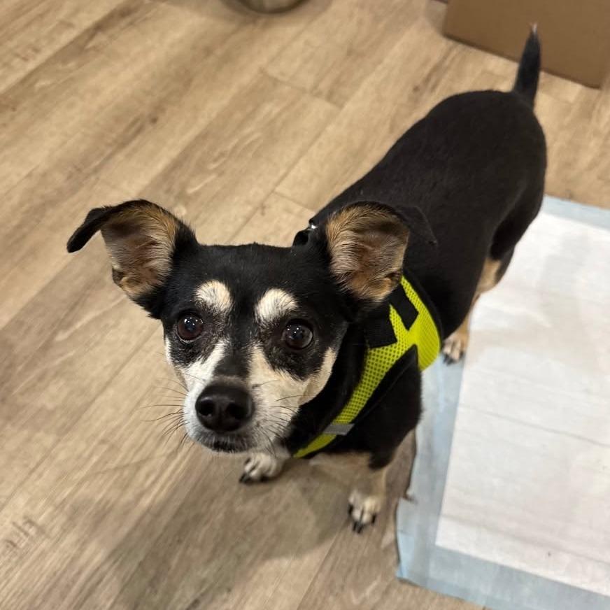 Enlarge Bonnie D12475, a Adoptable Chihuahua in Elk River, MN image 4/5