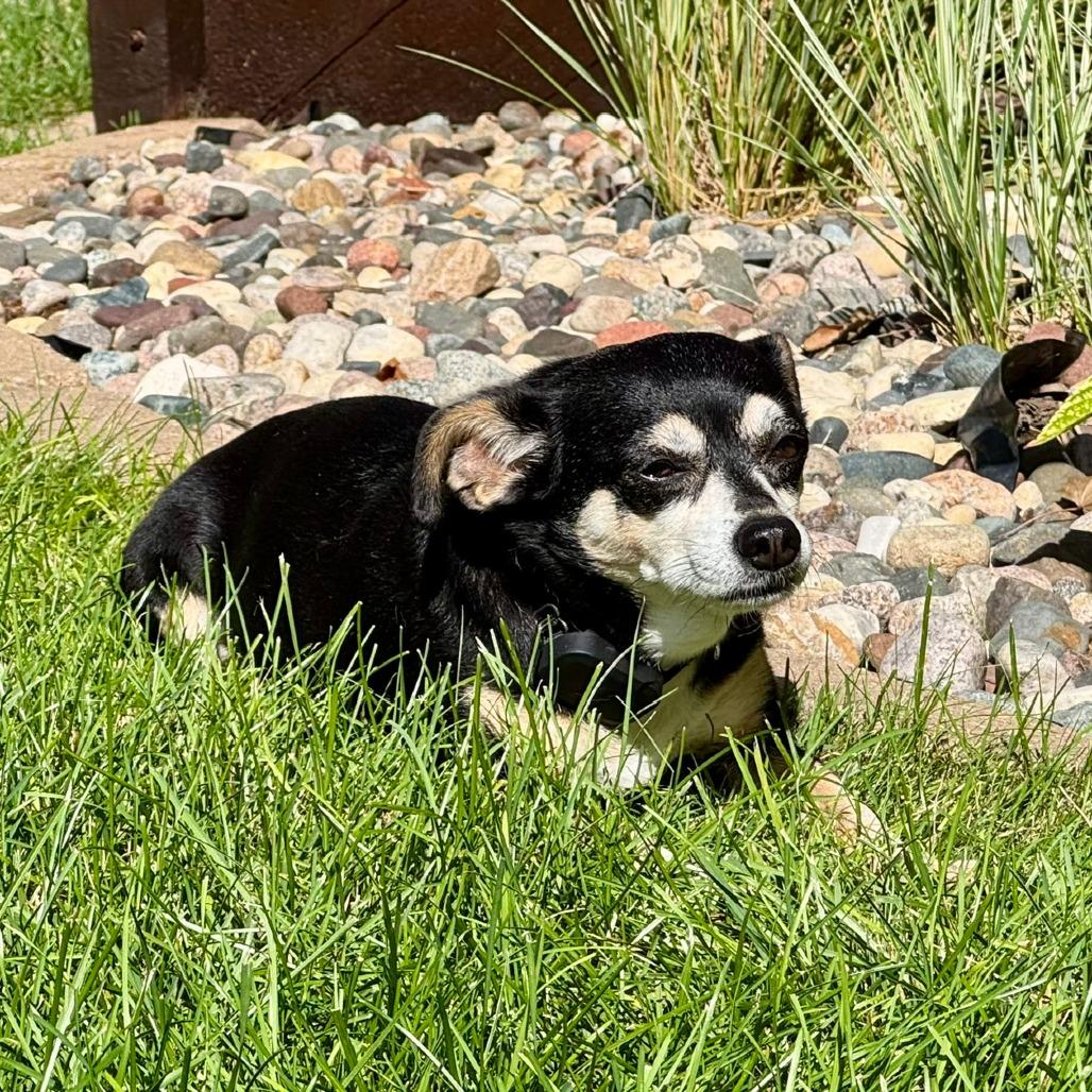 Enlarge Bonnie D12475, a Adoptable Chihuahua in Elk River, MN image 5/5