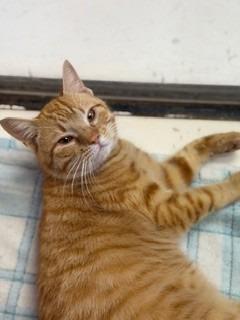 Cupid, Adopted, Adult Male Domestic Short Hair.