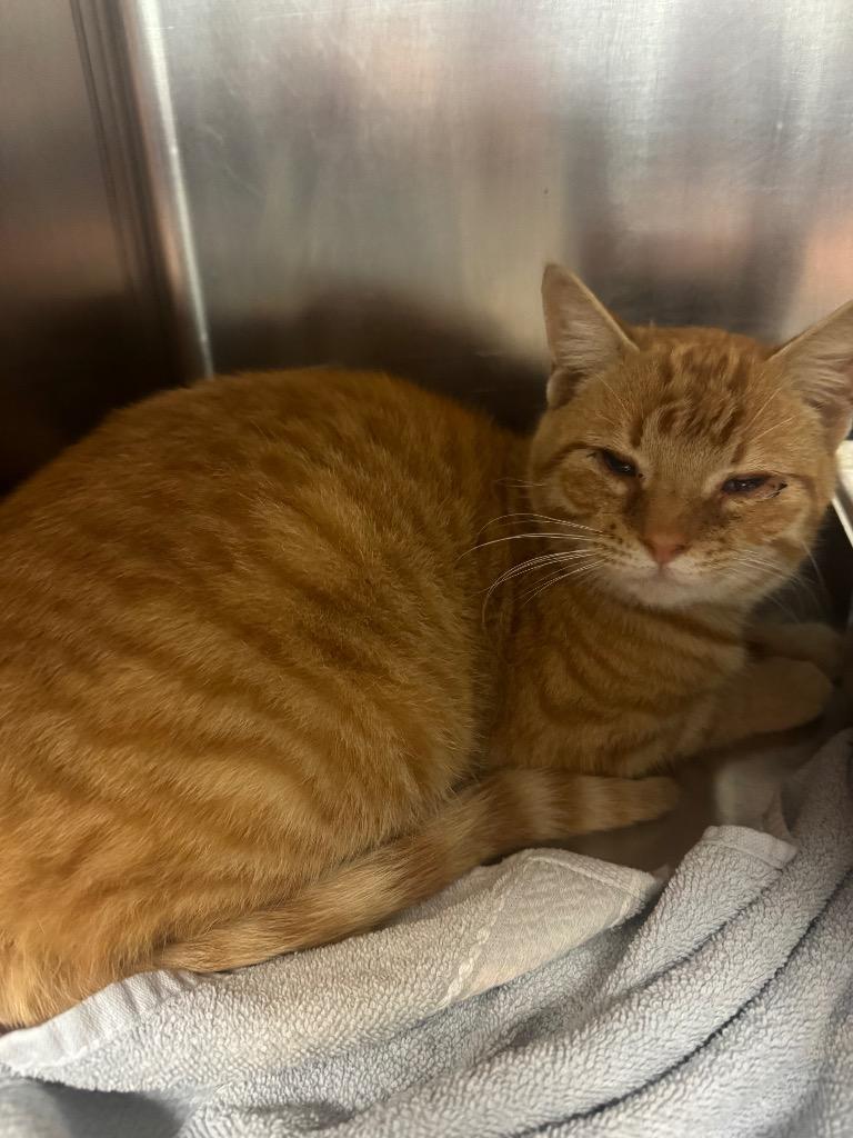 Cupid, Adoptable, Adult Male Domestic Short Hair.