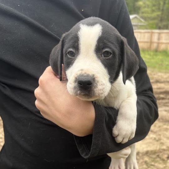 Bob Dylan, Adoptable, Puppy Male Labrador Retriever.