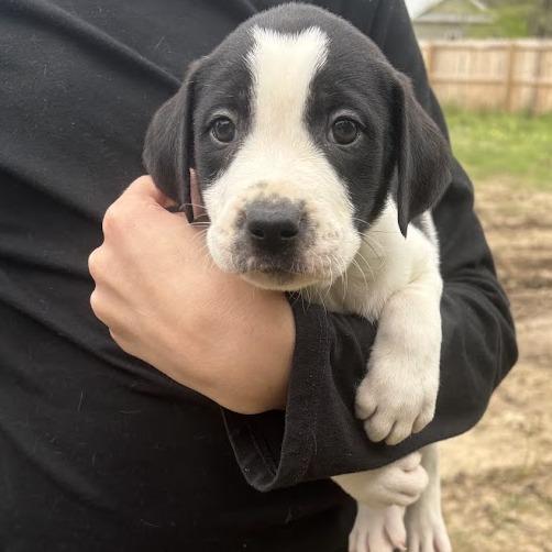 Enlarge Bob Dylan, a Adoptable mixed breed in North Charleston, SC image 2/3