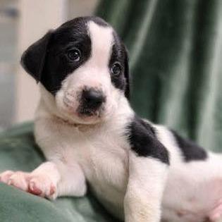 Enlarge Bob Dylan, a Adoptable mixed breed in North Charleston, SC image 3/3